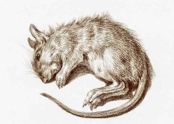 Dead Rat 1812 By Jean Bern