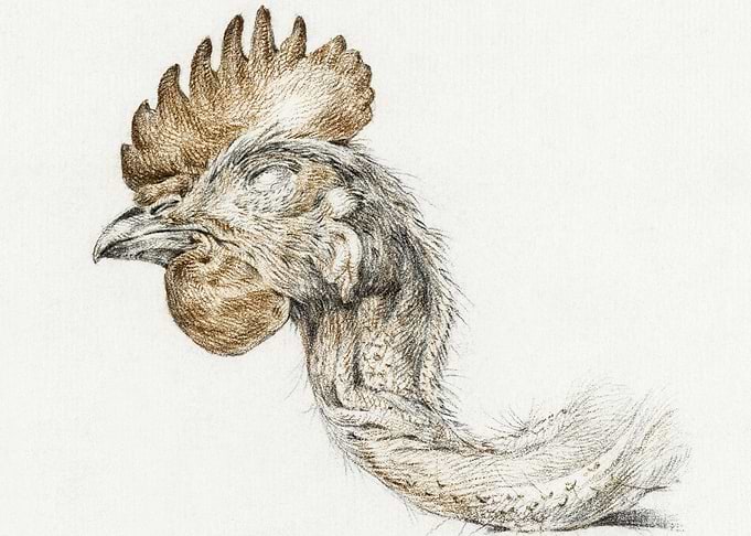 Head Of A Dead Chicken By