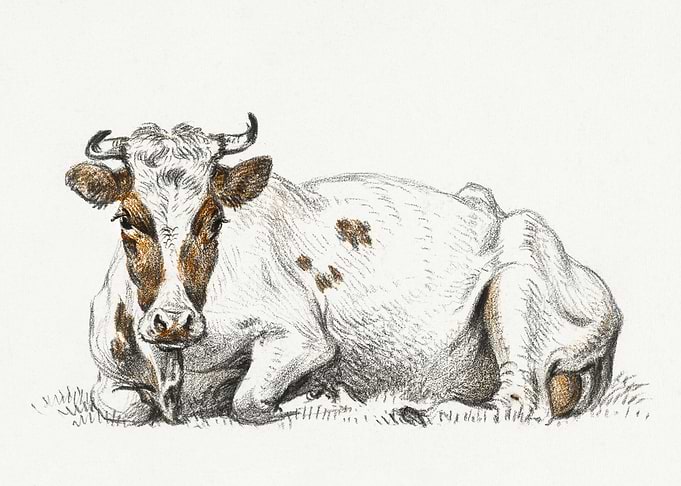 Lying Cow By Jean Bernard