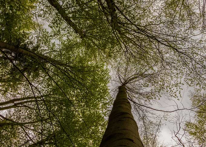 The Nature