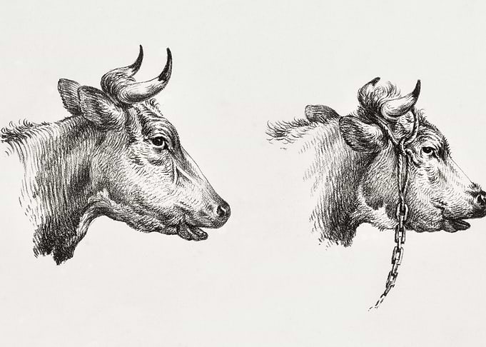 Two Bull Heads 1809 1833