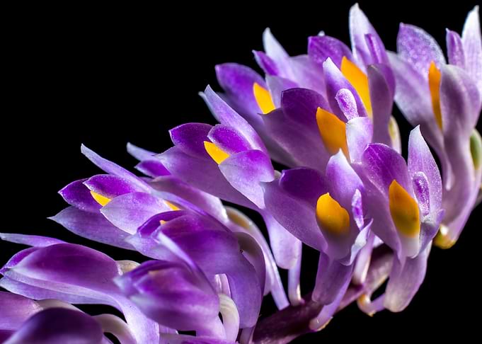 Wild Lilac Orchids