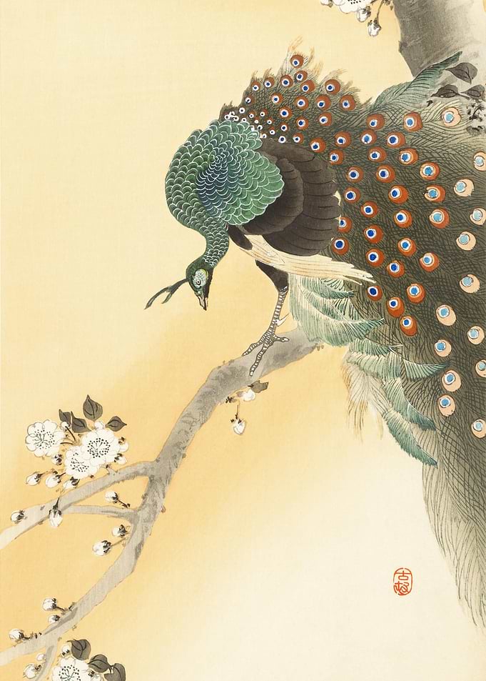 Peacock On A Cherry Blosso