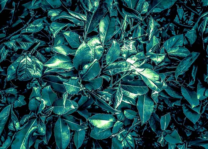 green leaves texture