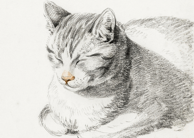 Sketch Of A Cat 1808 By Je