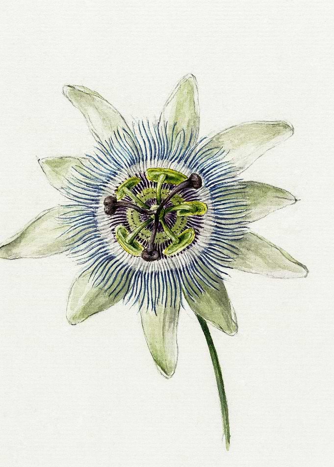 Passion Flower 1825 By Jea