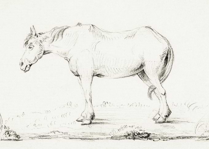 Standing Horse By Jean Ber
