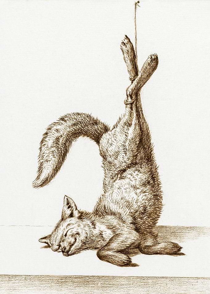 Dead Fox Hanging From His