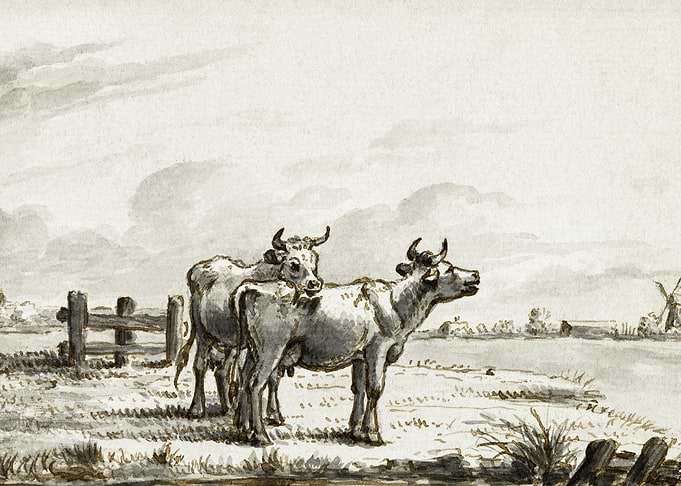 Two Cows In The Pasture By