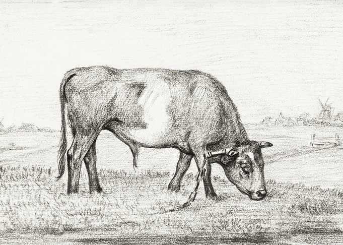 Grazing Bull In A Pasture