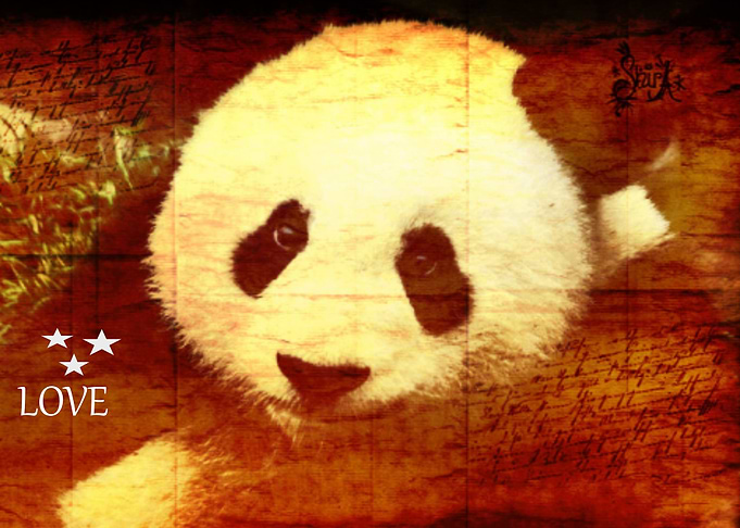 Cute Panda Bear Cub