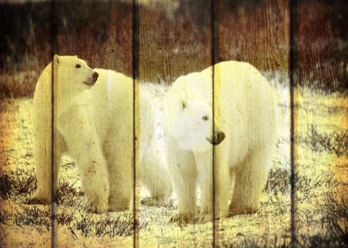 Polar Bears Ice Cool
