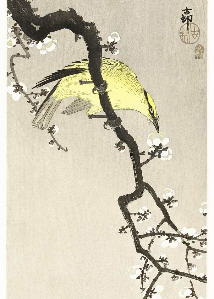Chinese Oriole On Plum Blo