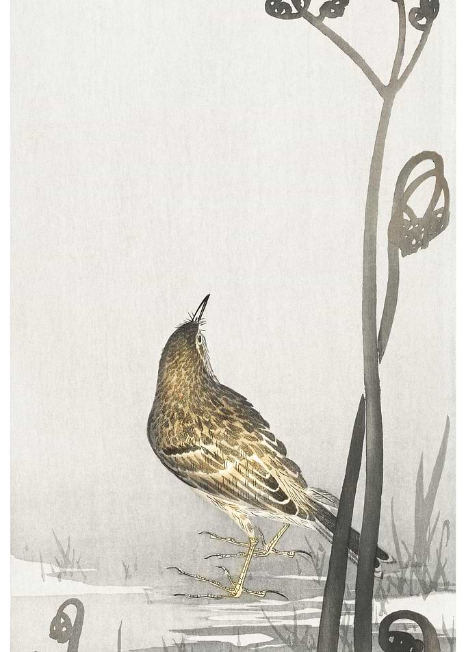 Pipit On A Waterfront 1900