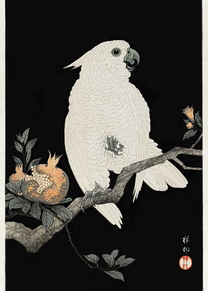 Cockatoo With Pomegranate