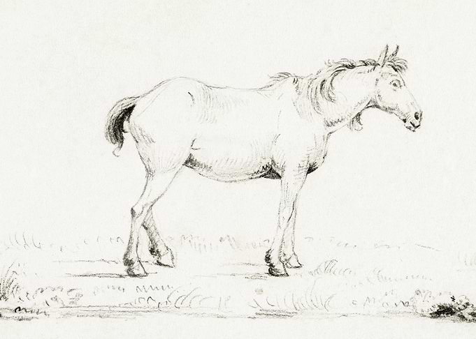 Standing Horse By Jean Ber