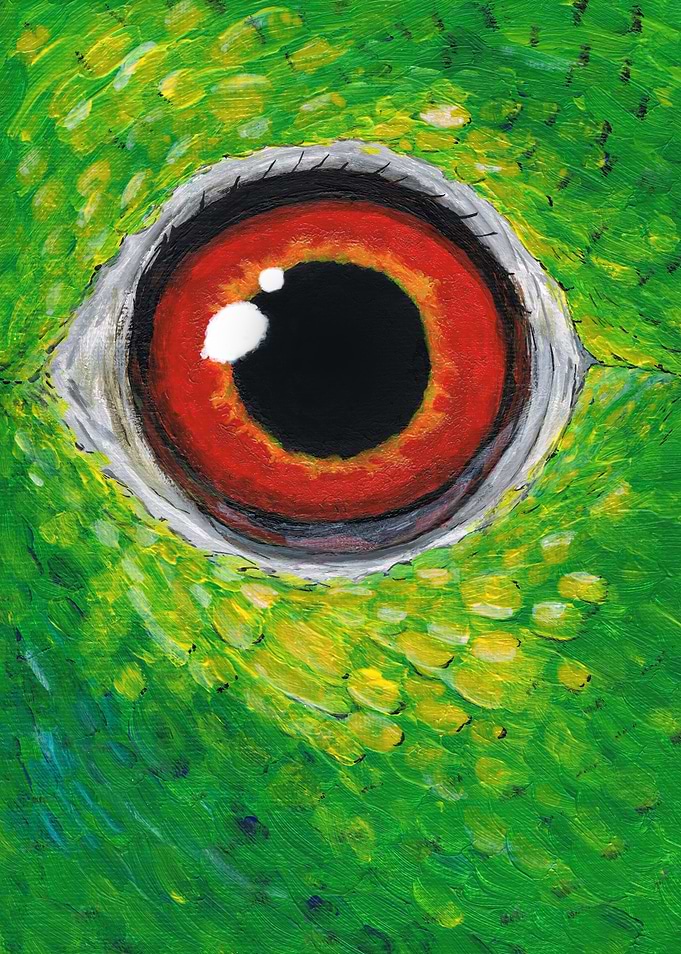 Amazon parrot eye