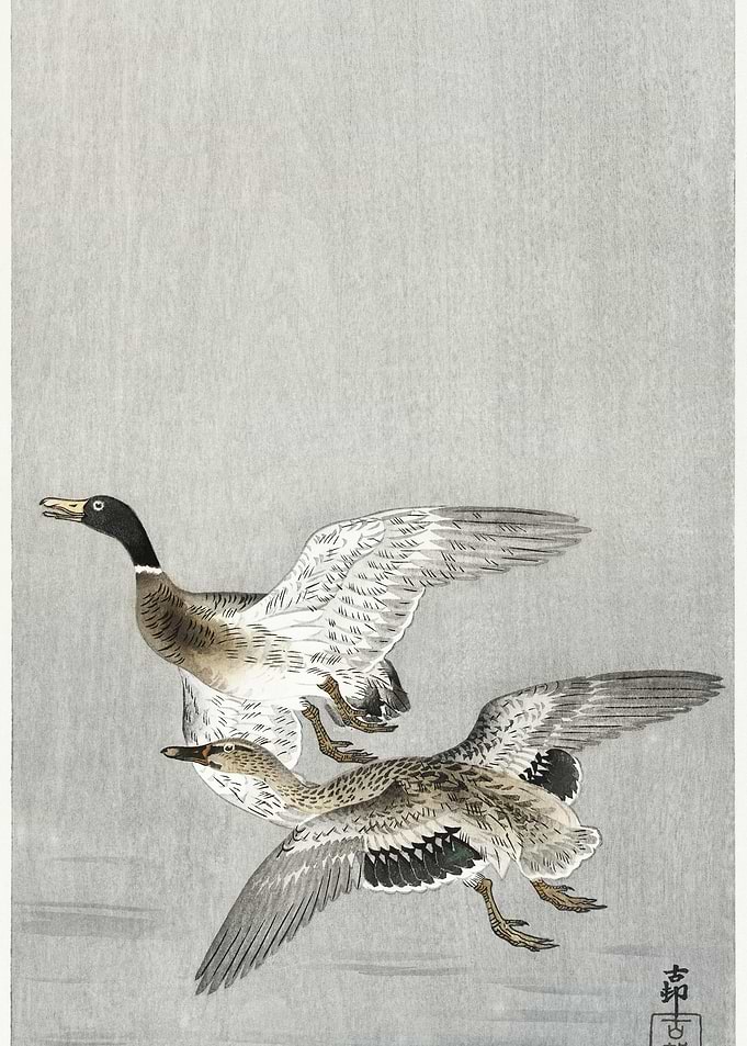 Couple Of Ducks 1900 1936