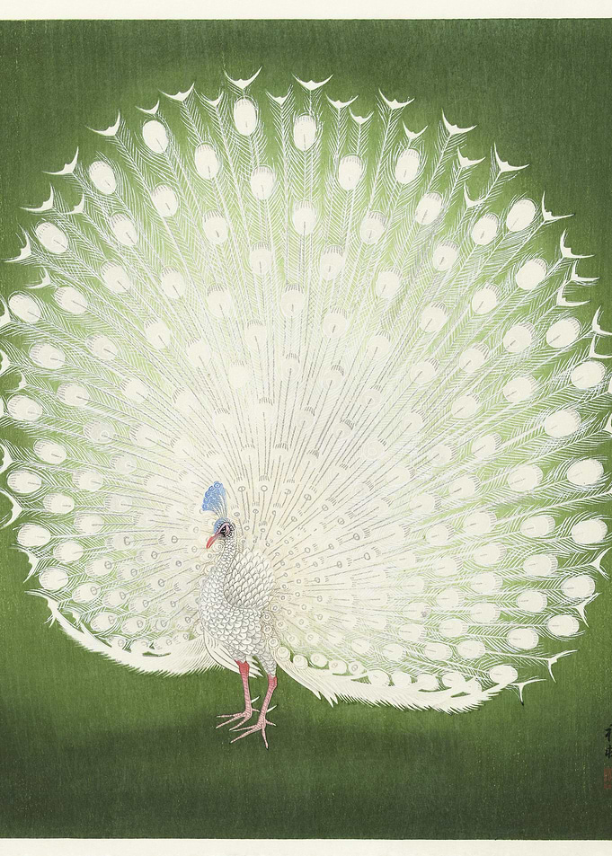 Peacock 1925 1936 By Ohar