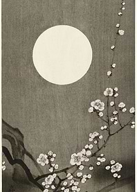 Blooming Plum Blossom At F