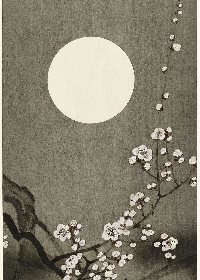 Blooming Plum Blossom At F