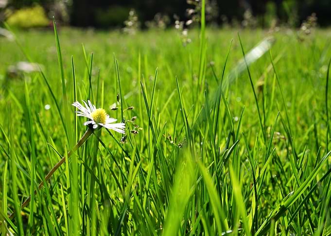 Daisy