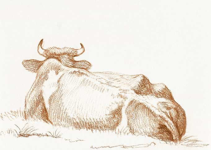 Lying Cow Seen From Behind
