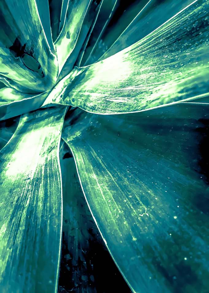 green leaves abstract