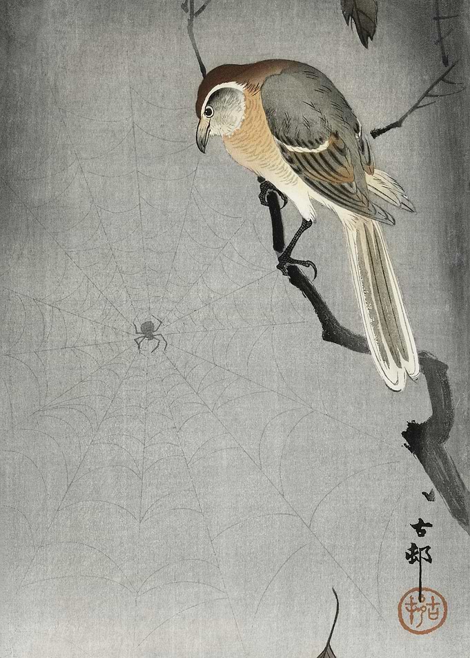 Buffalo Wing Shrike And Sp