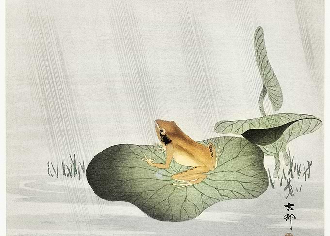 Frog On Lotus Leaf 1900 1