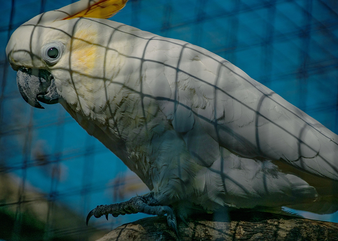 Parrot Shadow Pattern