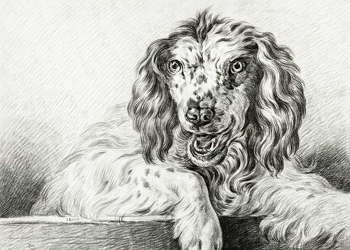 Dog 1802 By Jean Bernard 1