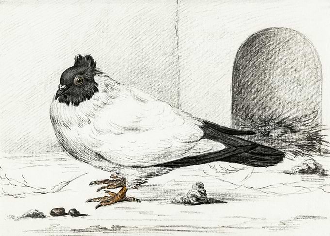Pigeon And A Nest With An