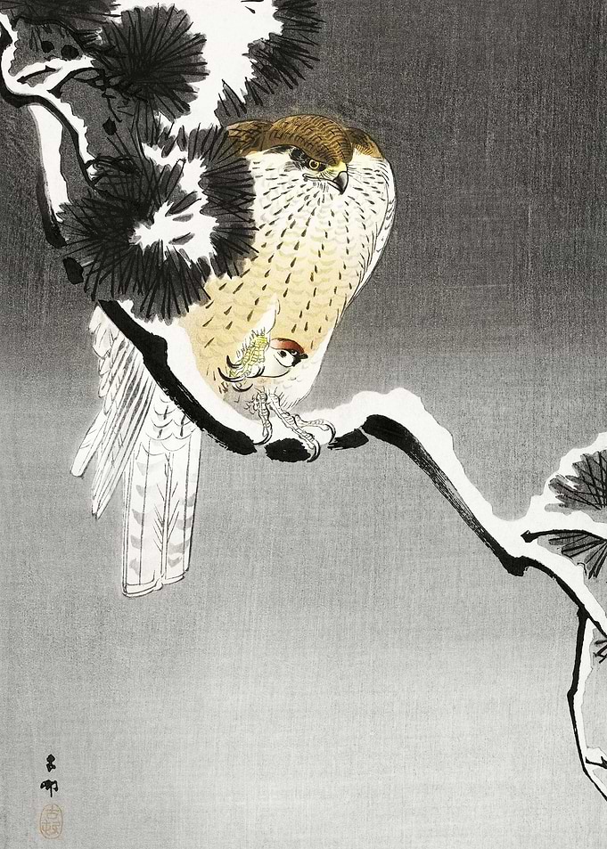 Hawk With Sparrow 1900 19