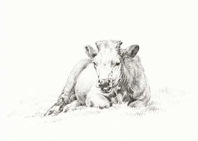 Lying Cow 1821 By Jean Ber