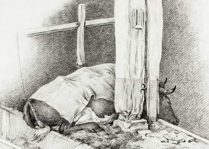Lying Cow 1812 By Jean Ber