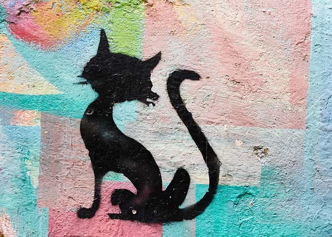 gato bonito
