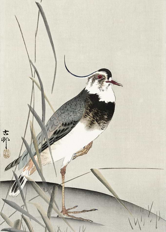 Lapwing And Reed Ohara Kos