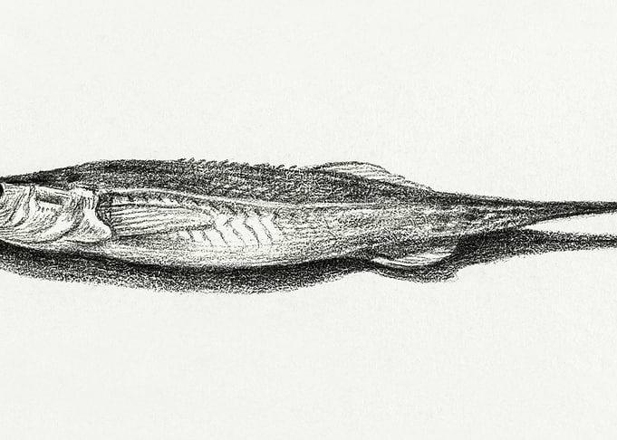 Fish 1819 By Jean Bernard