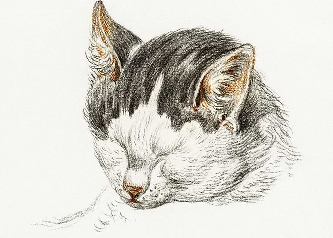 Sketch Of A Cat 1828 By Je