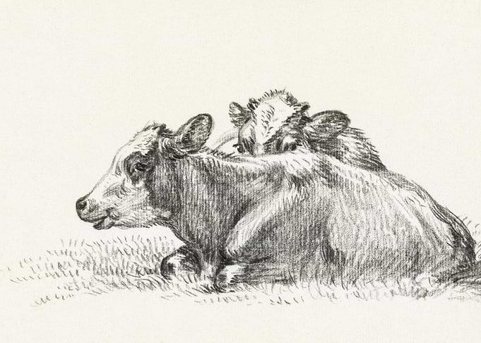 Two Lying Cows 1826 By Jea