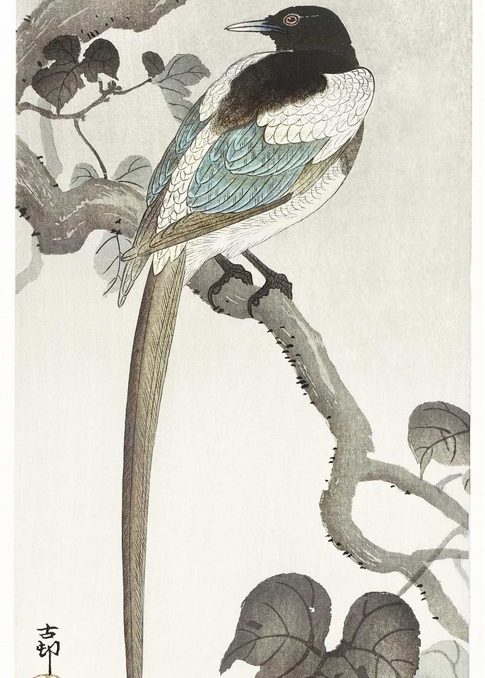 Magpie On Tree Branch 1900
