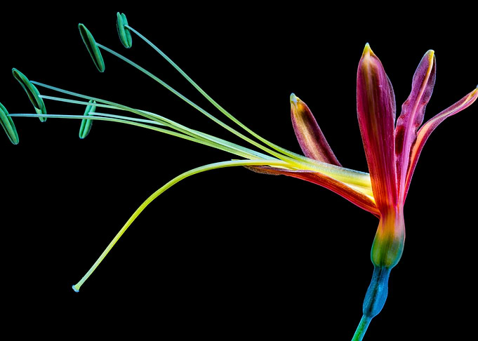 Pistil Flower