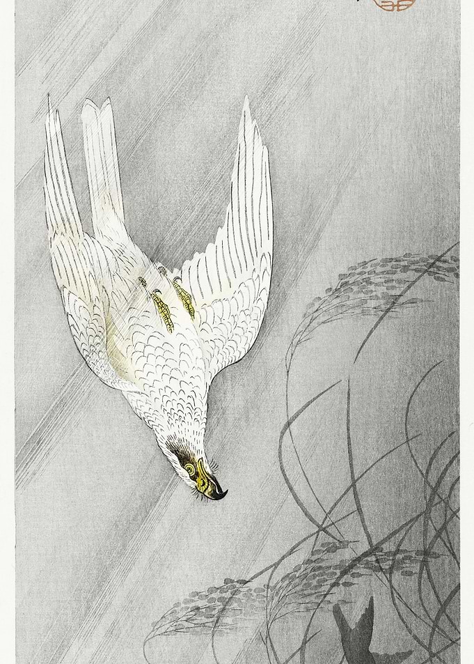 Hunting Hawk 1900 1910 By