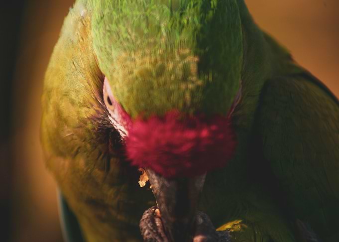 Parrot Eating a Walnut