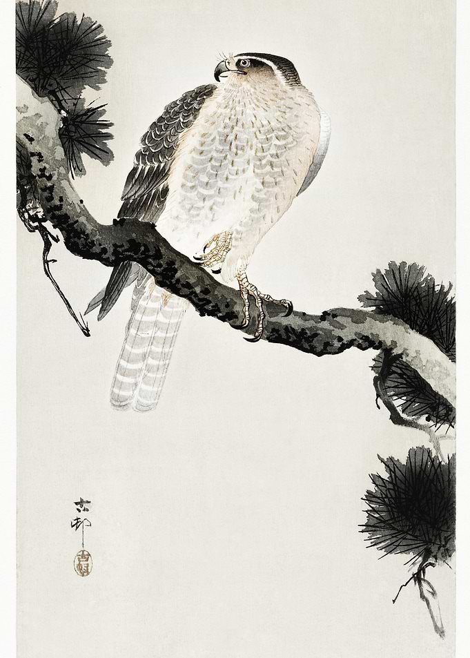 Hawk On Pine Branch 1900