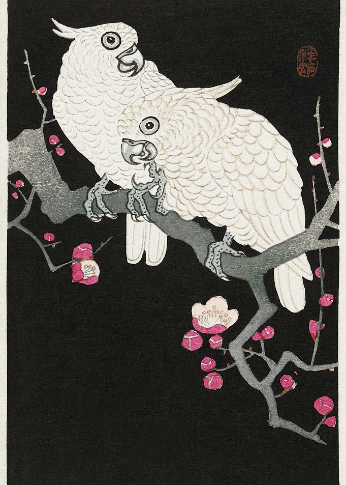 Two Cockatoo And Plum Blos