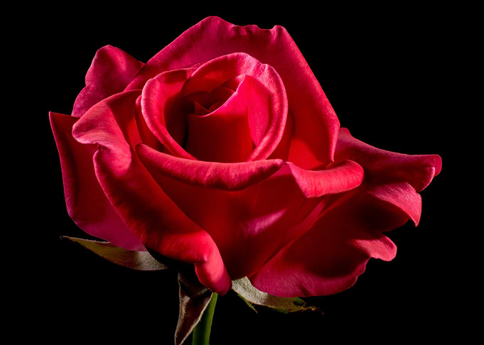 Single Red Rose