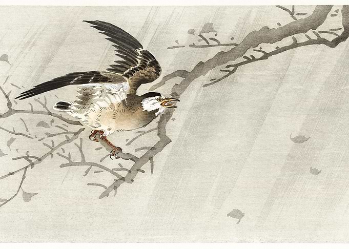 Gray Starling In Storm 190