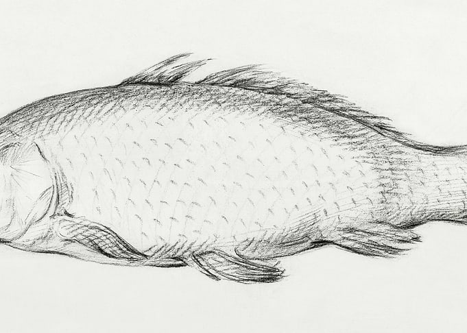 Fish 1795 By Jean Bernard